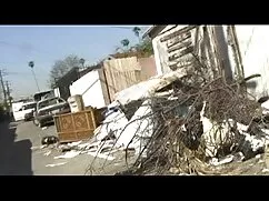 Chimpancé, mexicana  ...